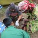 Satgas TNI Kongo, Selamatkan Korban Penembakan