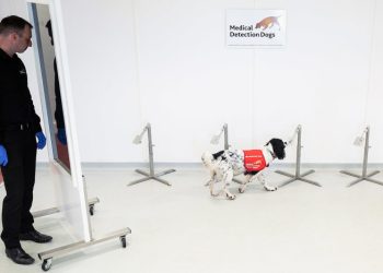 Peneliti Inggris Bakal Pakai Anjing Deteksi COVID-19