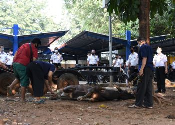 Peringati Idul Adha, Bakamla RI Bagikan Hewan Kurban