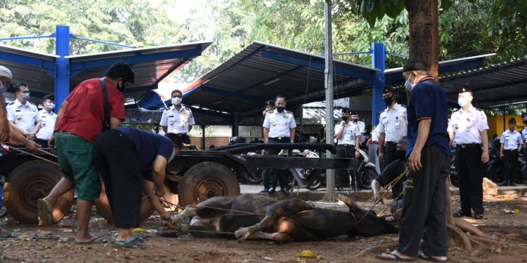 Peringati Idul Adha, Bakamla RI Bagikan Hewan Kurban