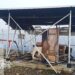 KKB Papua Kembali Berulah, Dua Pemancar Milik Telkom di Kabupaten Puncak Dibakar