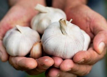 DPR Minta Impor Bawang Putih dari Cina Dikurangi