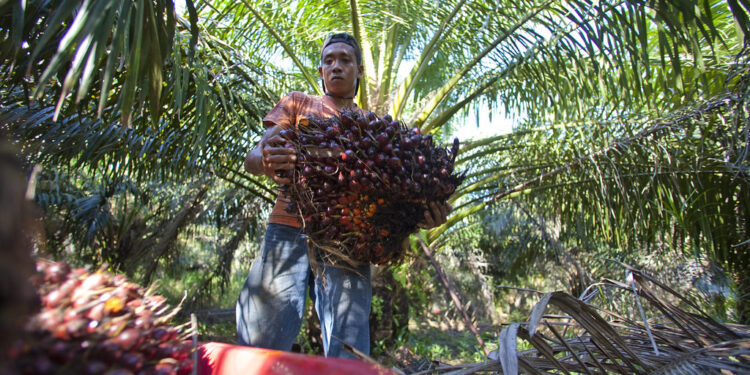 Bermasalah! KLHK Beberkan Penanaman Sawit di Kawasan Hutan