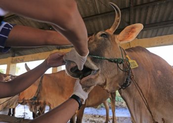 Australia Kirim Jutaan Dosis Vaksin Penyakit Mulut dan Kuku ke Indonesia