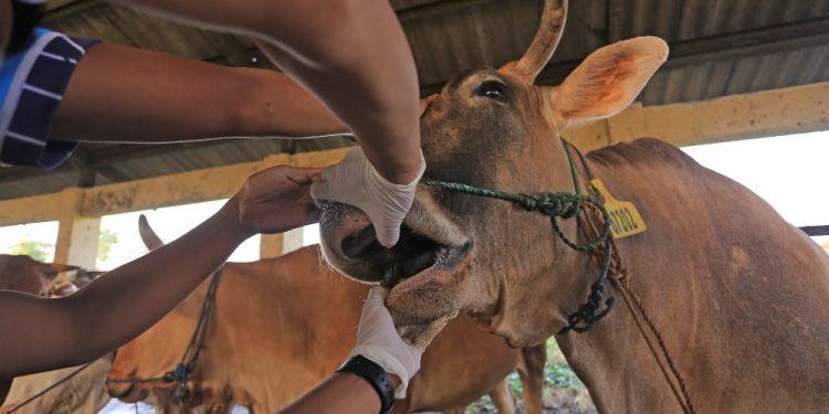 Australia Kirim Jutaan Dosis Vaksin Penyakit Mulut dan Kuku ke Indonesia