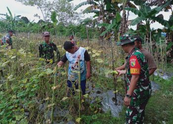 Babinsa 02/Timika Aktif Dampingi Petani
