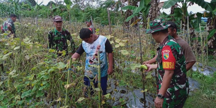 Babinsa 02/Timika Aktif Dampingi Petani