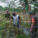 Babinsa 02/Timika Aktif Dampingi Petani