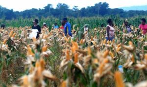potret-panen-jagung-di-food-estate-papua-2_169