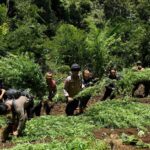 ladang ganja di Taman Nasional Bromo Tengger Semeru