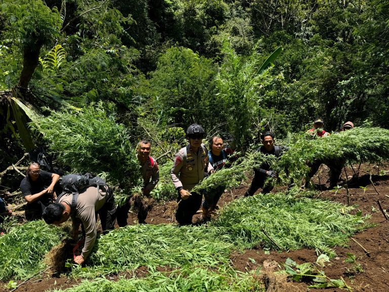 ladang ganja di Taman Nasional Bromo Tengger Semeru