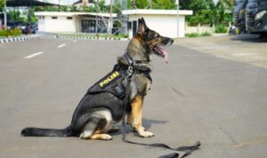 Anjing Pelacak Polri