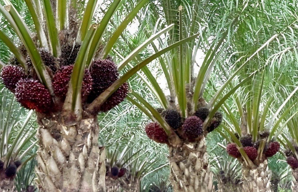 Kelapa Sawit