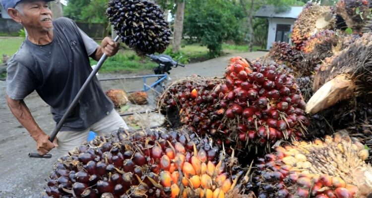 Seorang pekerja Sawit