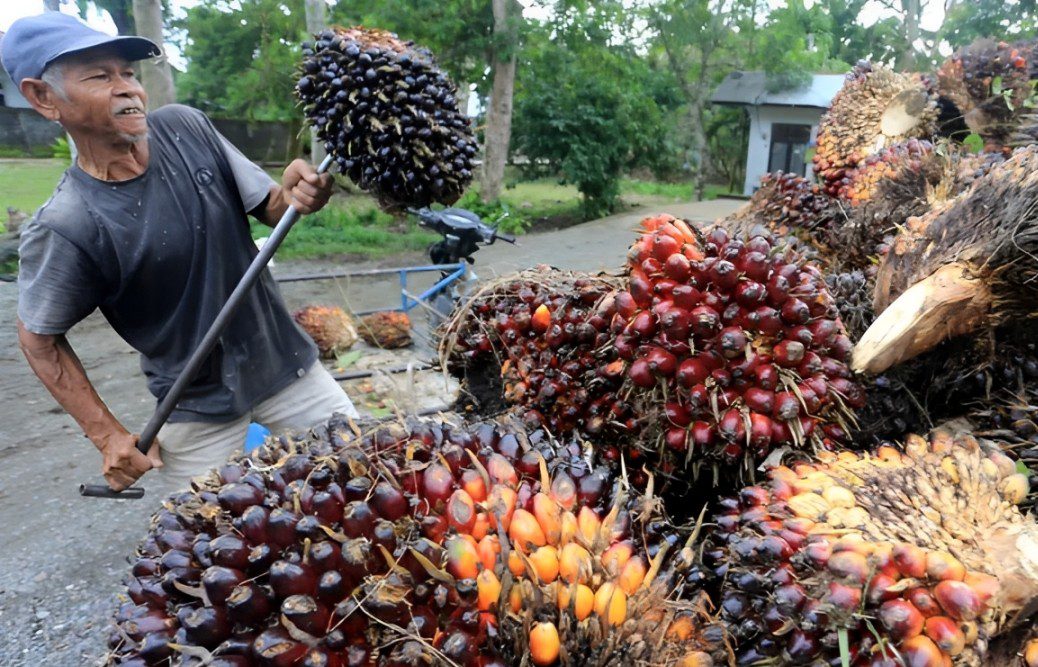 Seorang pekerja Sawit